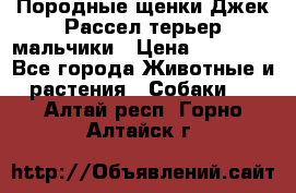 Породные щенки Джек Рассел терьер-мальчики › Цена ­ 40 000 - Все города Животные и растения » Собаки   . Алтай респ.,Горно-Алтайск г.